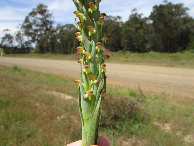 New Plant — Lenah Valley, TAS — ECOtas