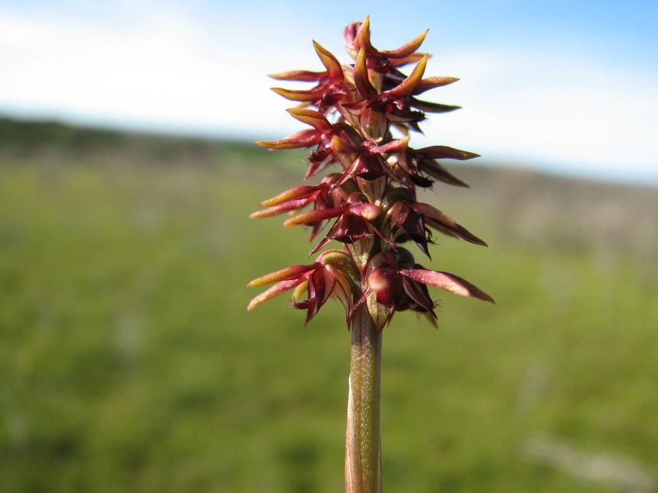 Photography — Lenah Valley, TAS — ECOtas