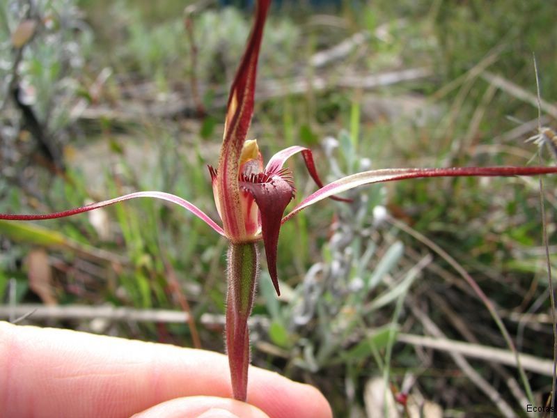 Caladenia Caudata — Lenah Valley, TAS — ECOtas