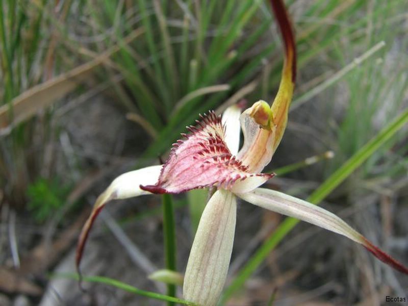 Caladenia Caudata — Lenah Valley, TAS — ECOtas