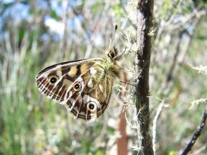 Butterfly — Lenah Valley, TAS — ECOtas