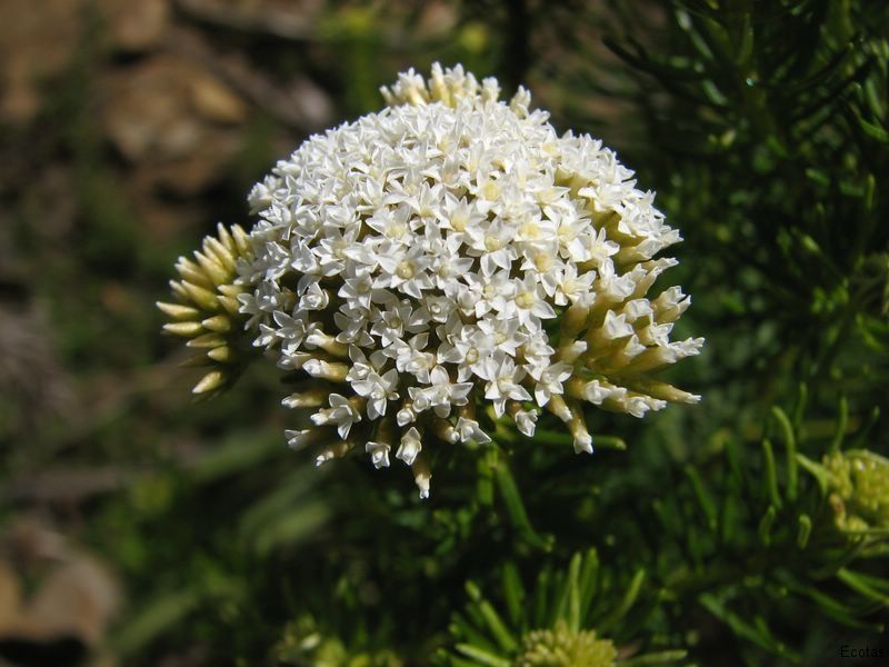 Odixia Achlaena — Lenah Valley, TAS — ECOtas