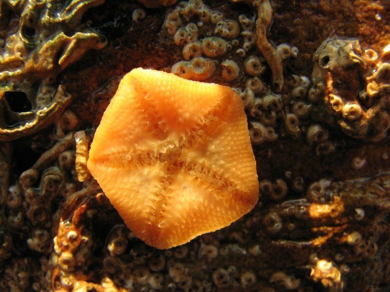 Live-Bearing Seastar — Lenah Valley, TAS — ECOtas