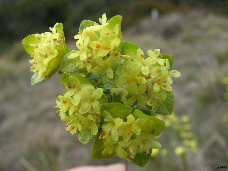 Pimelea Flava — Lenah Valley, TAS — ECOtas