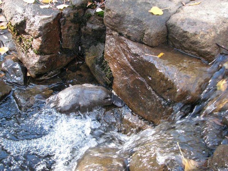 Platypus — Lenah Valley, TAS — ECOtas