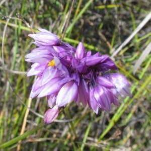 Purple Rushlily Sowerbaea Juncea — Lenah Valley, TAS — ECOtas