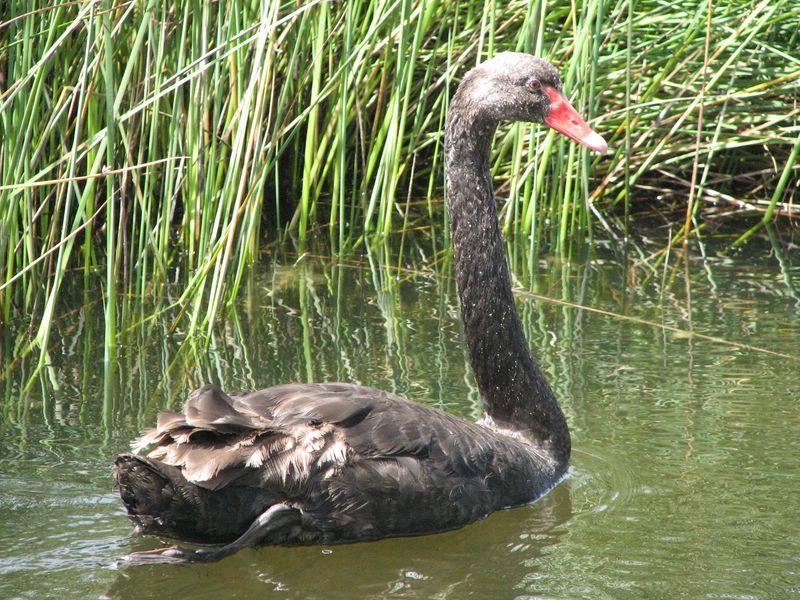 Black Swan — Lenah Valley, TAS — ECOtas