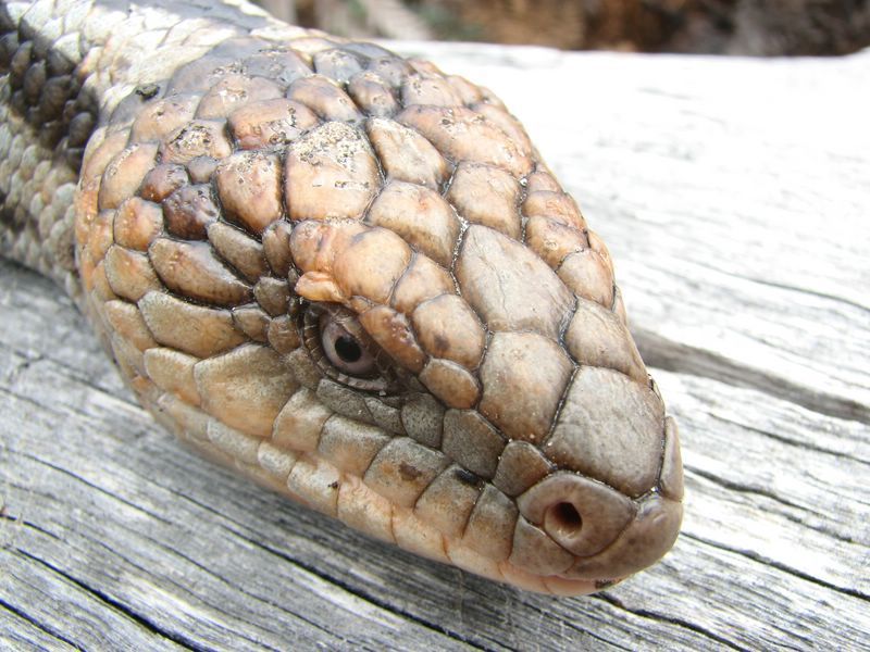 Bluetongue Lizard — Lenah Valley, TAS — ECOtas