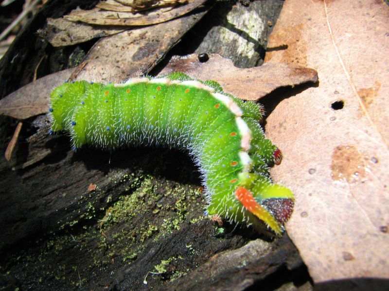 Emperor Gum Moth — Lenah Valley, TAS — ECOtas