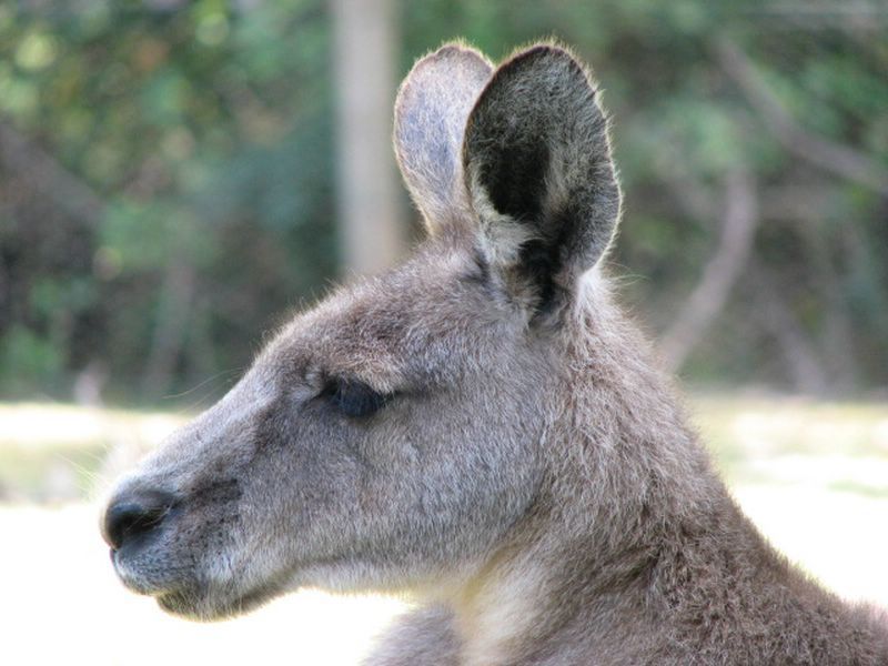 Forester Kangaroo — Lenah Valley, TAS — ECOtas