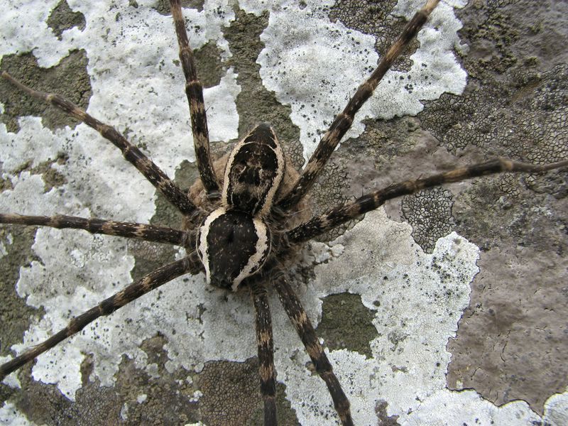 Megadolomedes Australianus — Lenah Valley, TAS — ECOtas