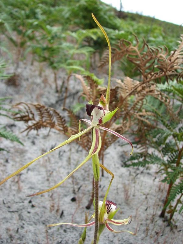 Caladenia Dilatata — Lenah Valley, TAS — ECOtas