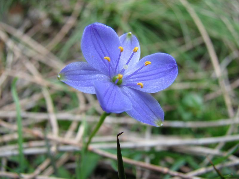 Chamaescilla Corymbosa — Lenah Valley, TAS — ECOtas