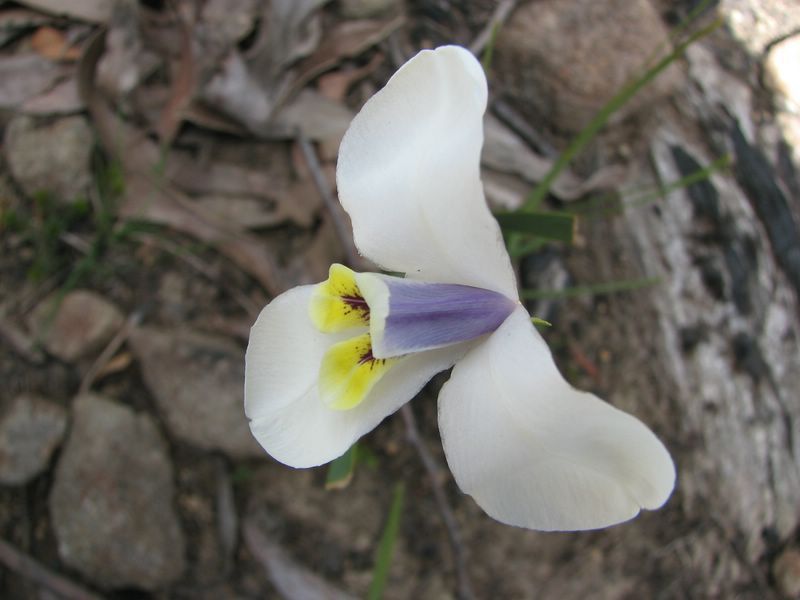 Diplarrena Moraea — Lenah Valley, TAS — ECOtas