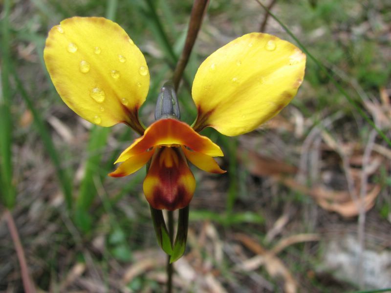 Diuris Orientis — Lenah Valley, TAS — ECOtas