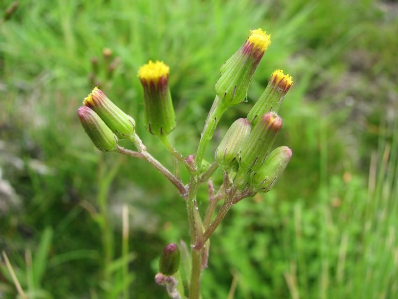 Senecio Psilocarpus — Lenah Valley, TAS — ECOtas
