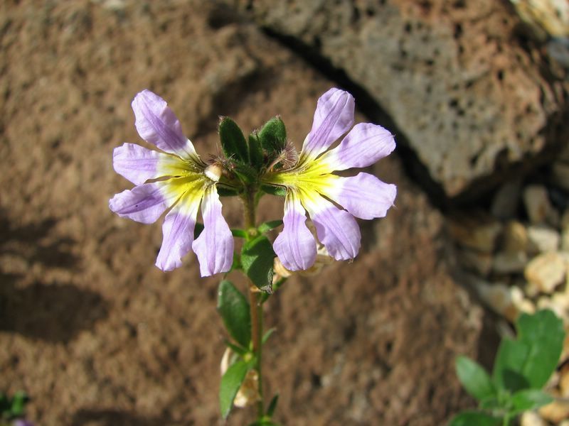 Scaevola Aemula — Lenah Valley, TAS — ECOtas