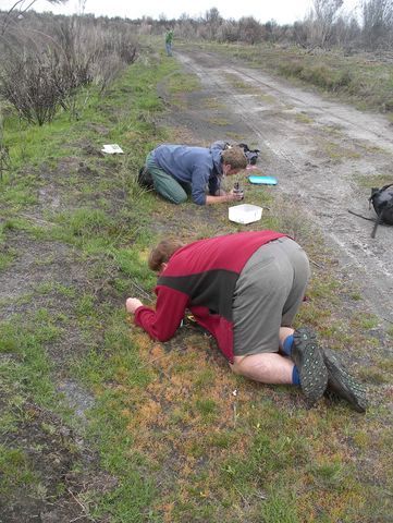 Counting Rare Stylidium Species — Lenah Valley, TAS — ECOtas