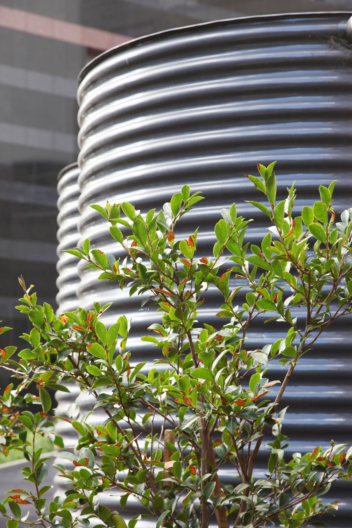 Water is coming out of a rain gutter into a black bucket.