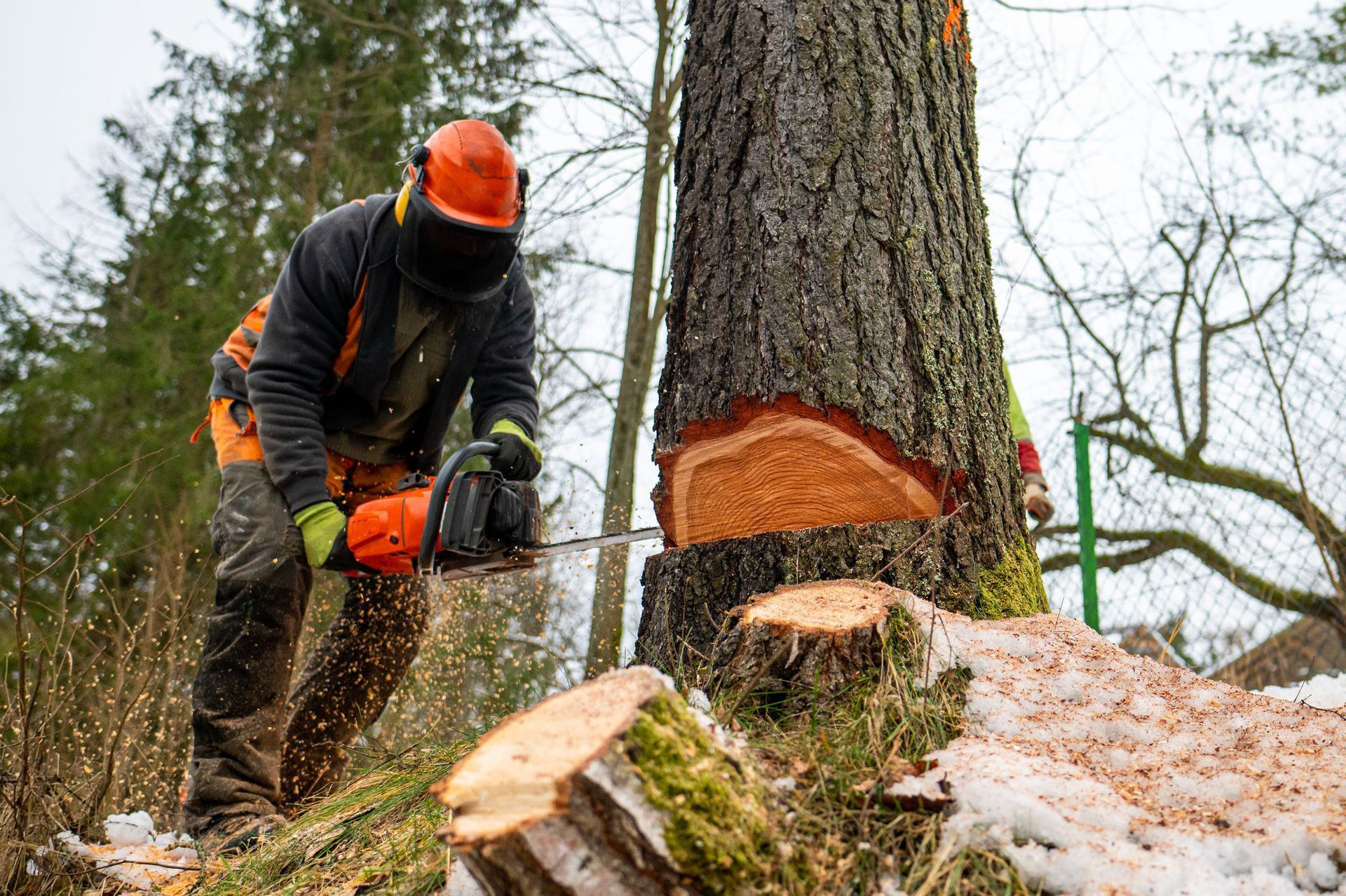 A worker in protective gear and a helmet uses a chainsaw to cut into the base of a large tree in a wooded area.