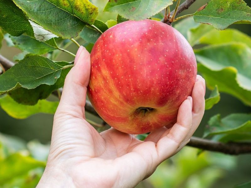 A person is holding a red apple in their hand.