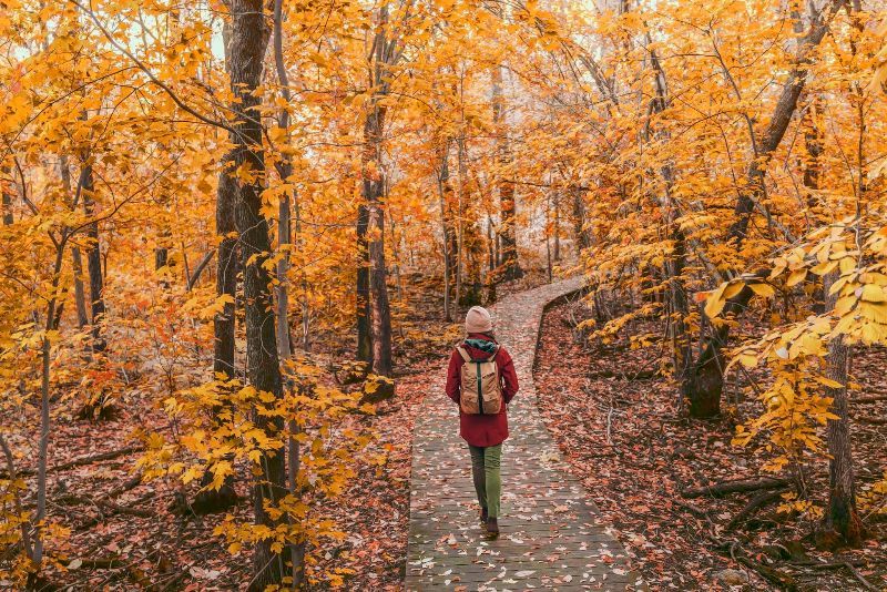 A person with a backpack is walking down a path in the woods.