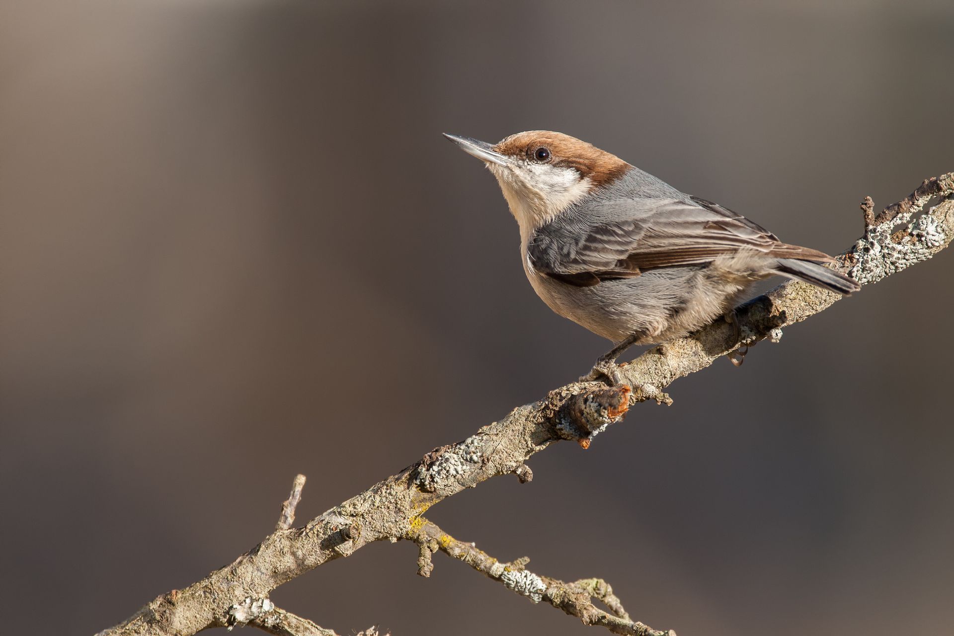 A small bird perched on a tree branch.