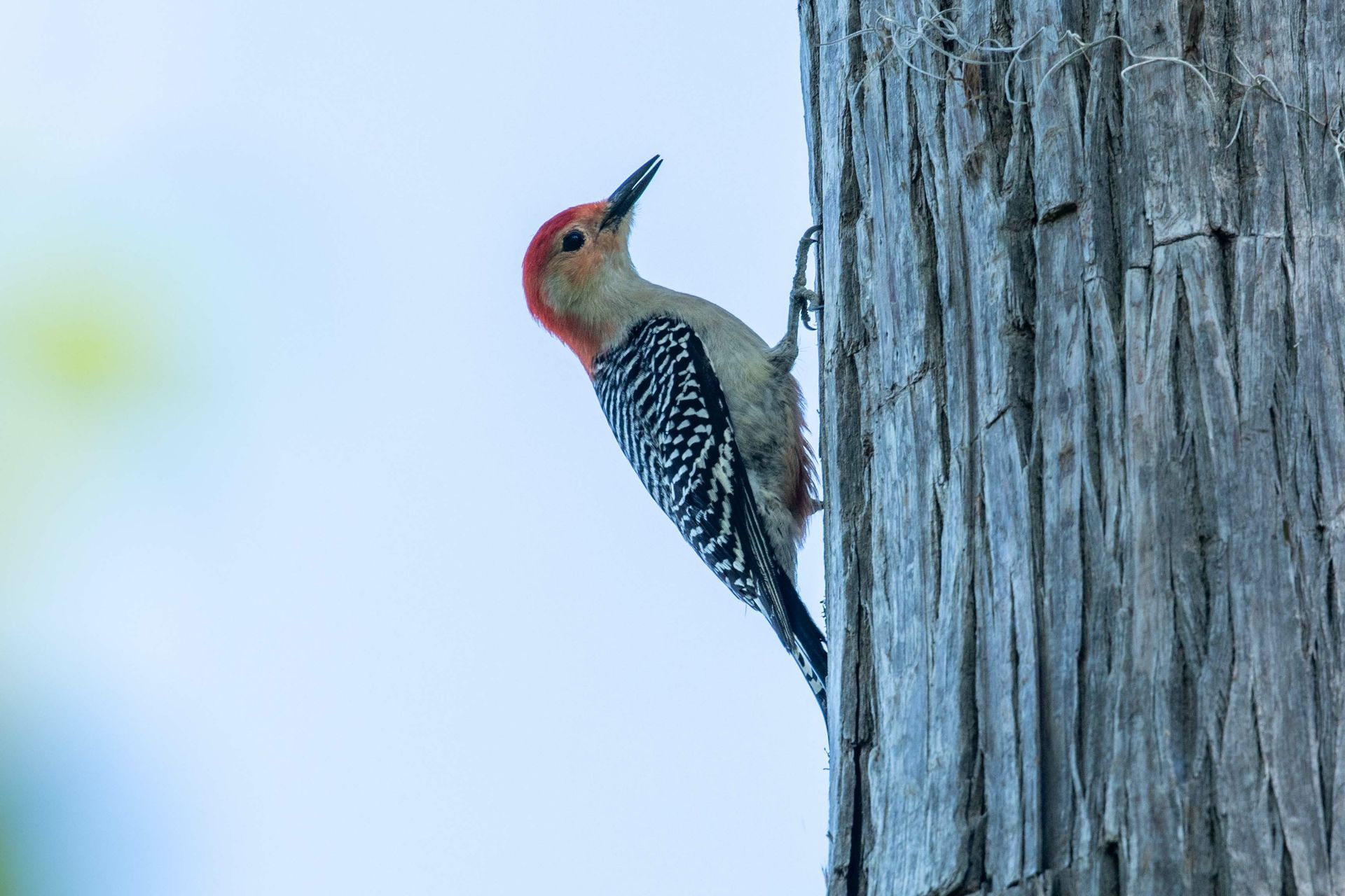 A red headed woodpecker perched on a tree trunk.