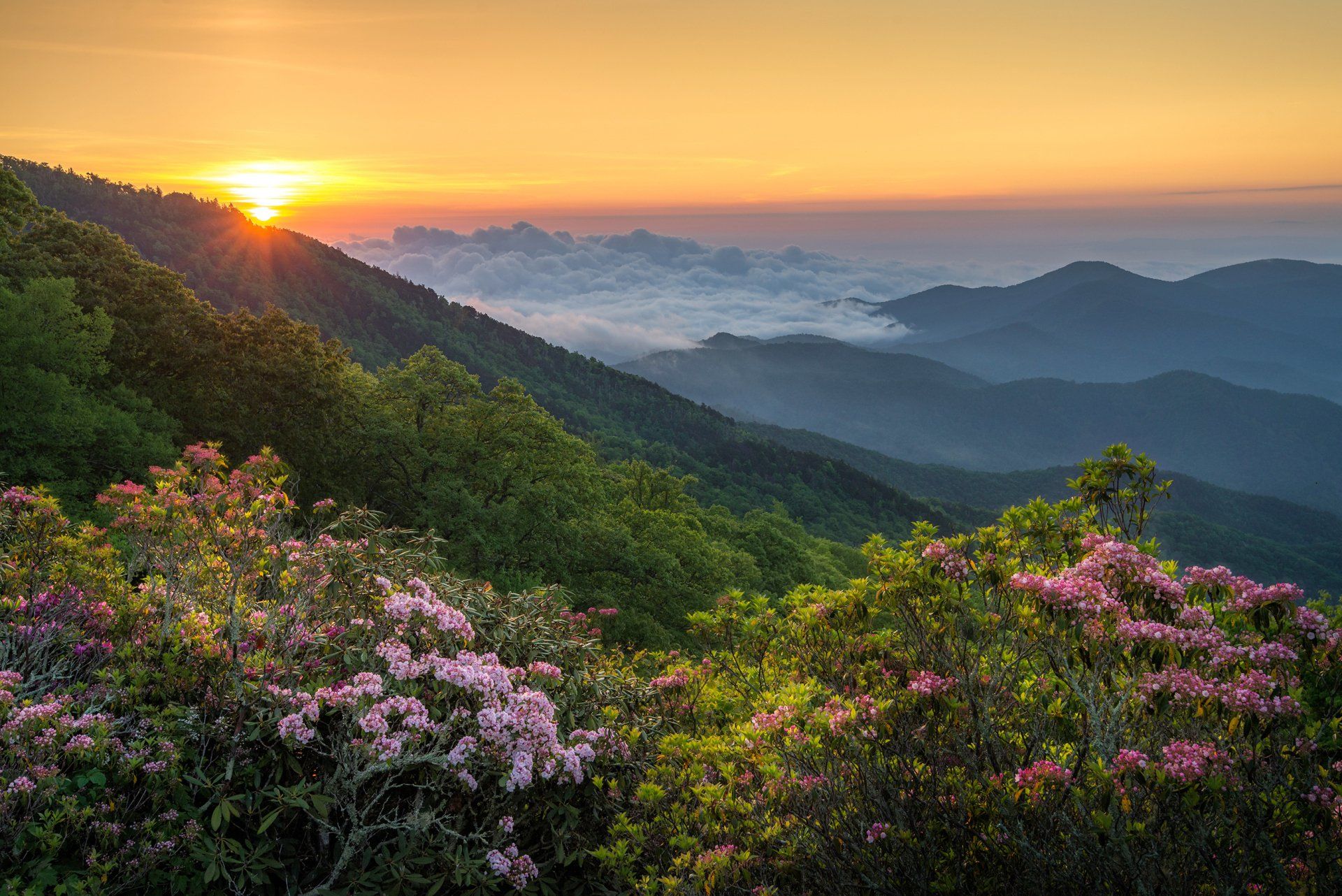 the sun is setting over the mountains with flowers in the foreground .