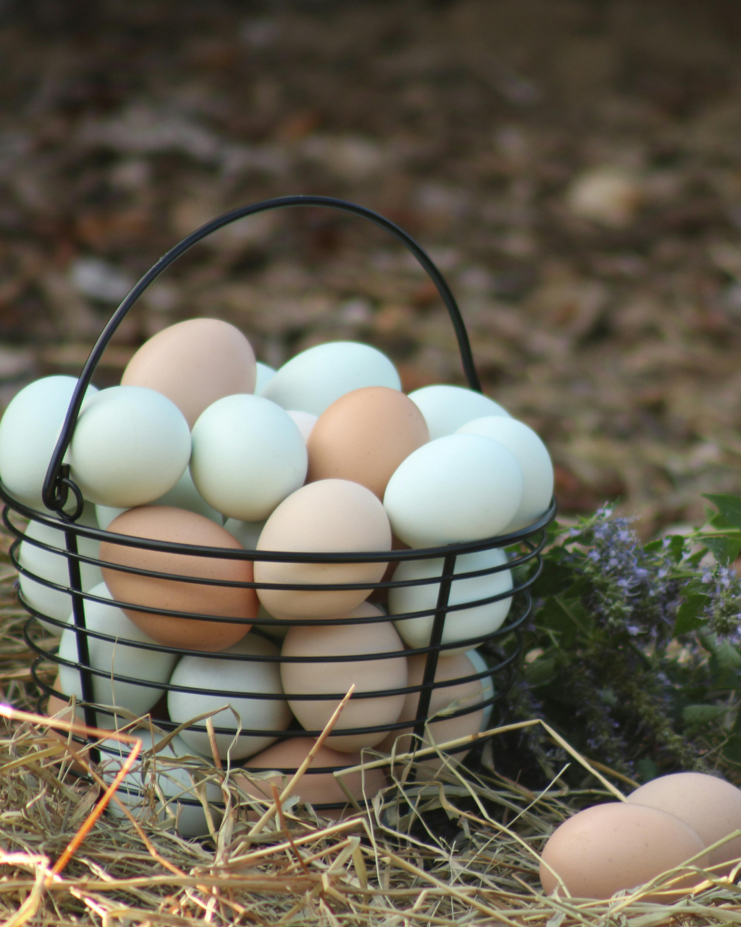 Basket of multicolored eggs in a nest of straw.