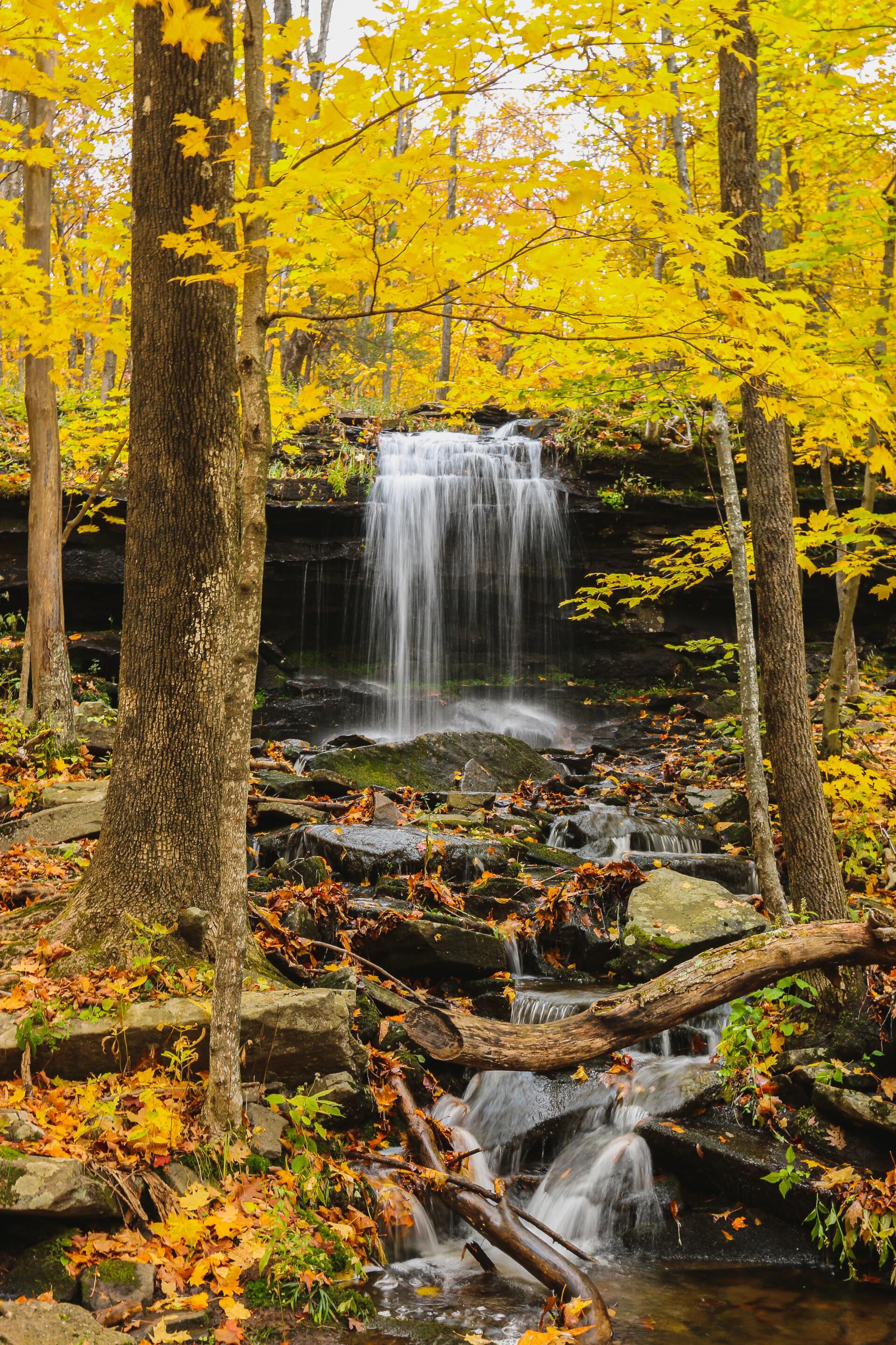 a waterfall in the middle of a forest with yellow leaves on the trees .
