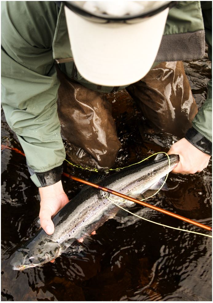 A person is holding a fish in their hands in the water