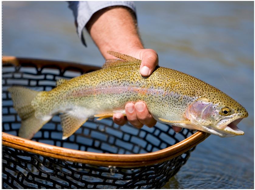 a person is holding a rainbow trout in a net