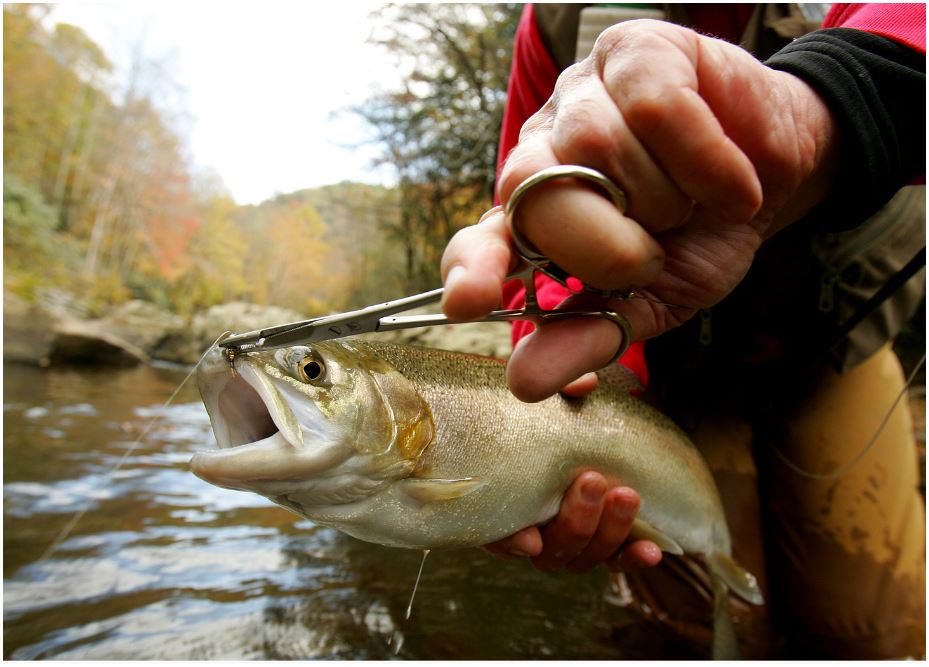 A person is holding a fish with scissors in their hands