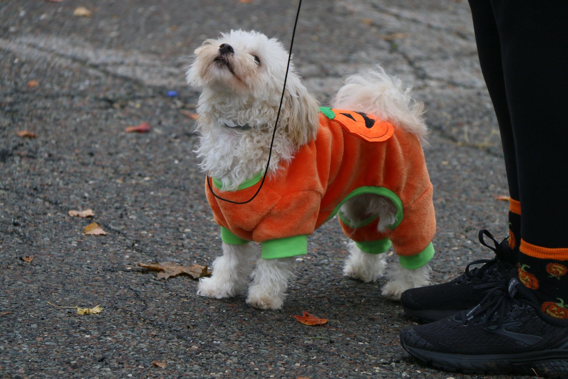 A small white dog is wearing an orange and green pumpkin costume.