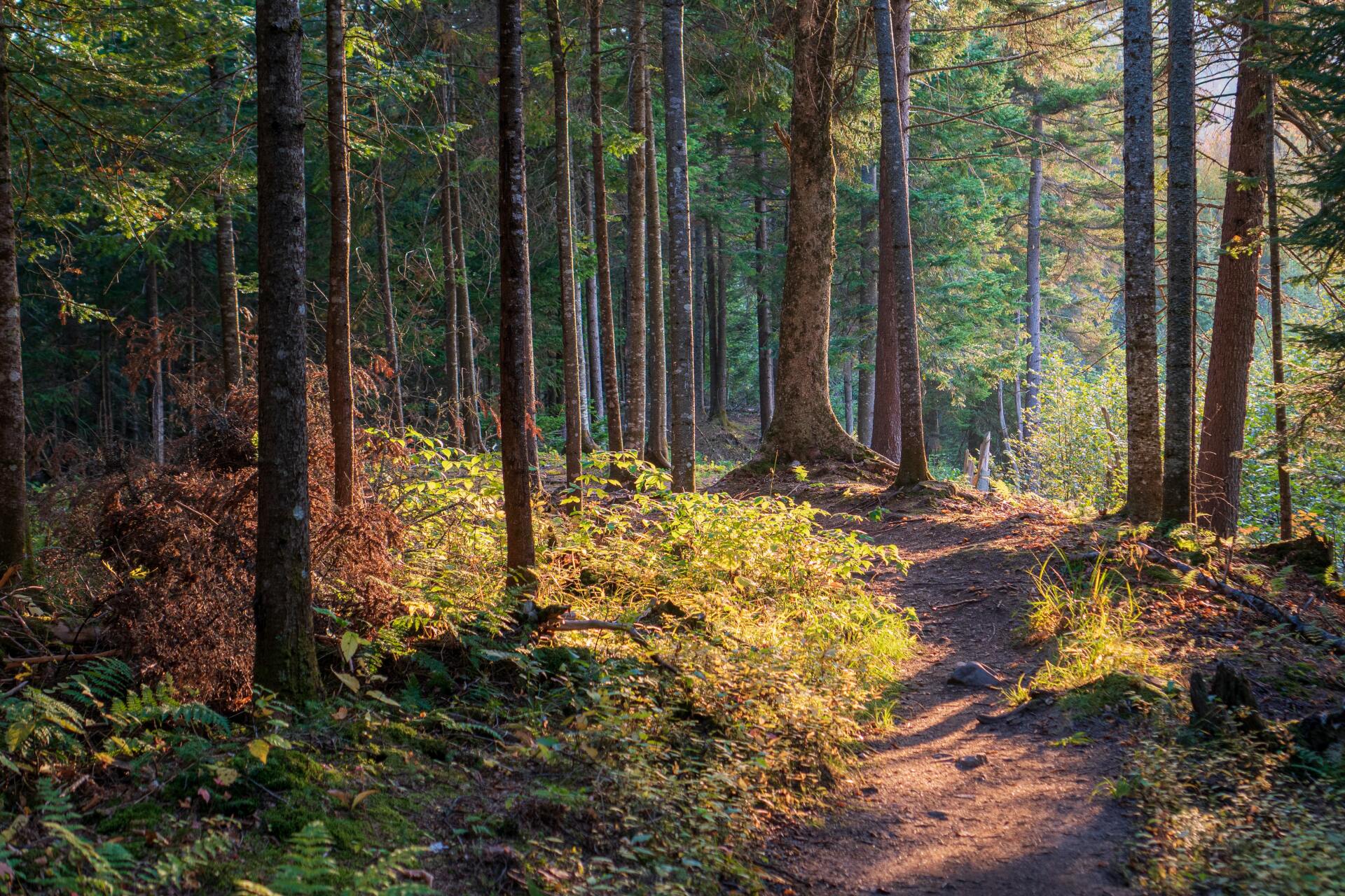 the sun is shining through the trees on a path in the woods .