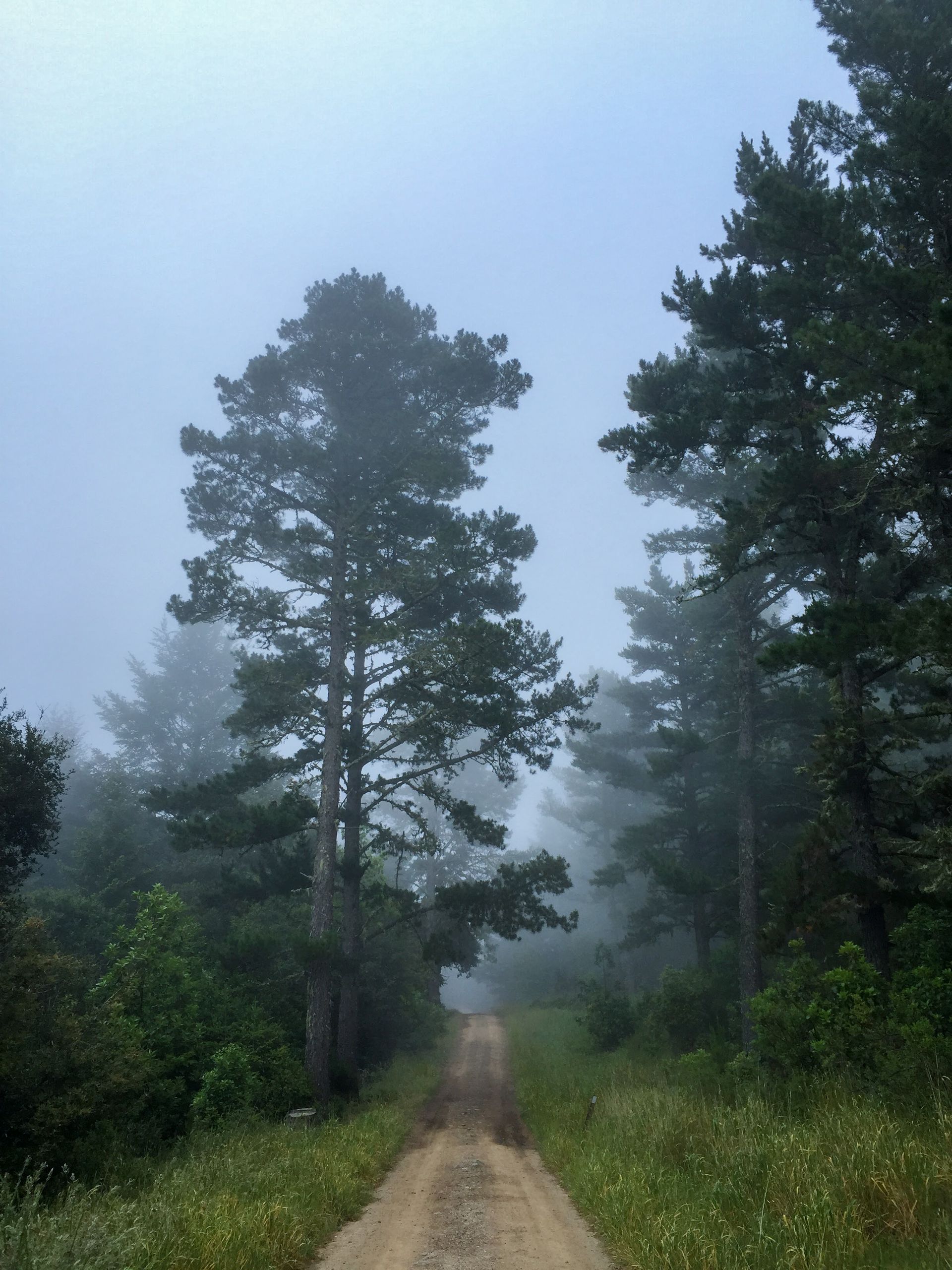 a dirt road going through a foggy forest