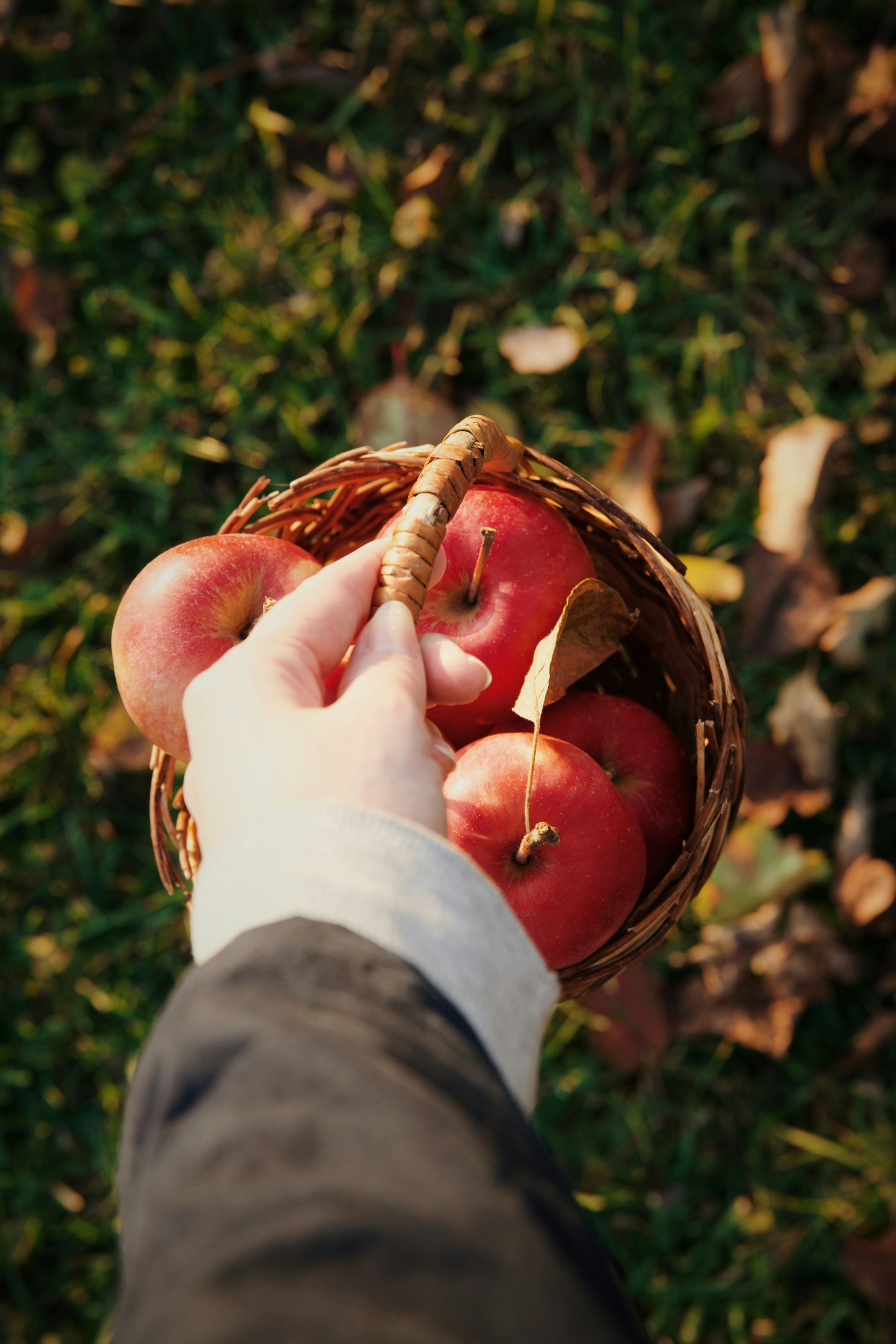 A bunch of red apples hanging from a tree.