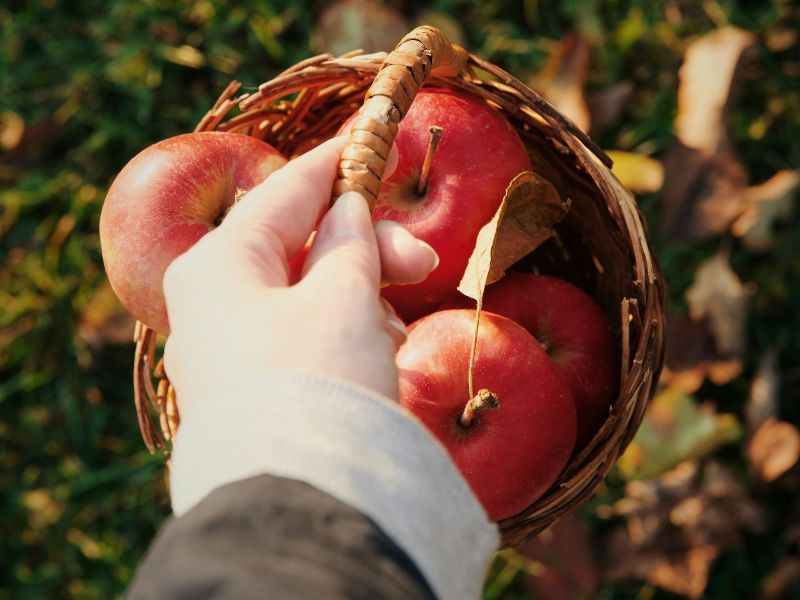 A person is holding a basket of apples in their hand.