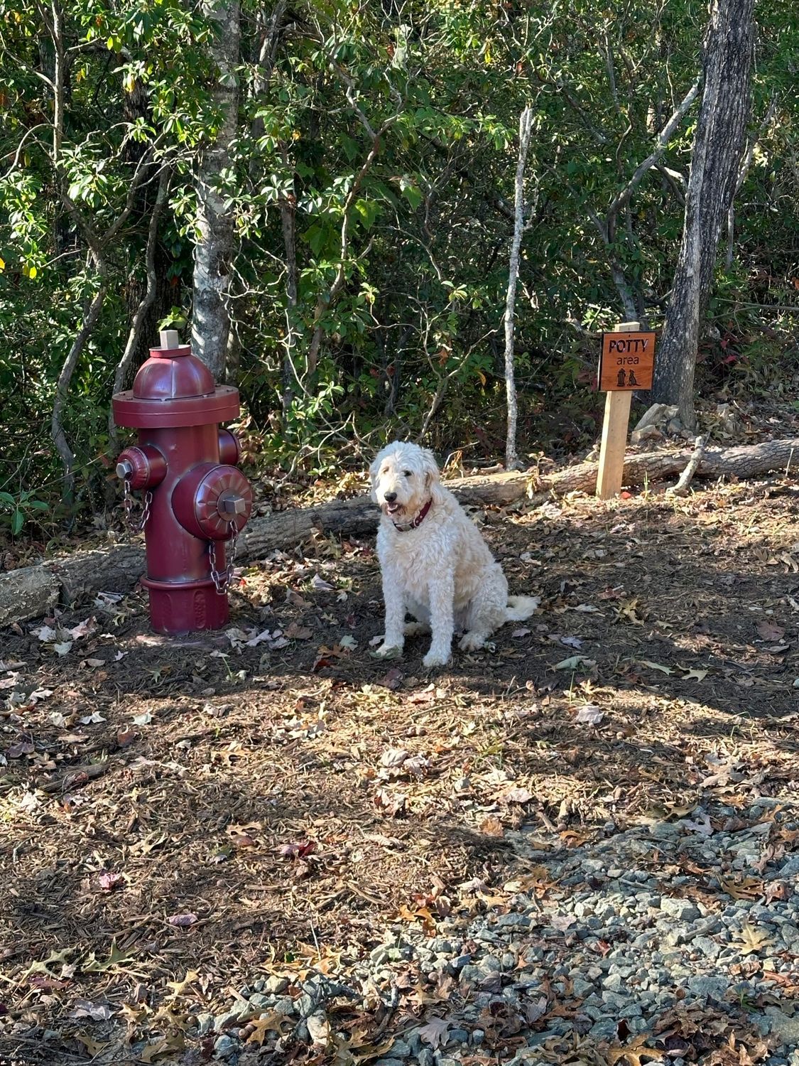 A cocker spaniel is sitting on a leash in the woods.