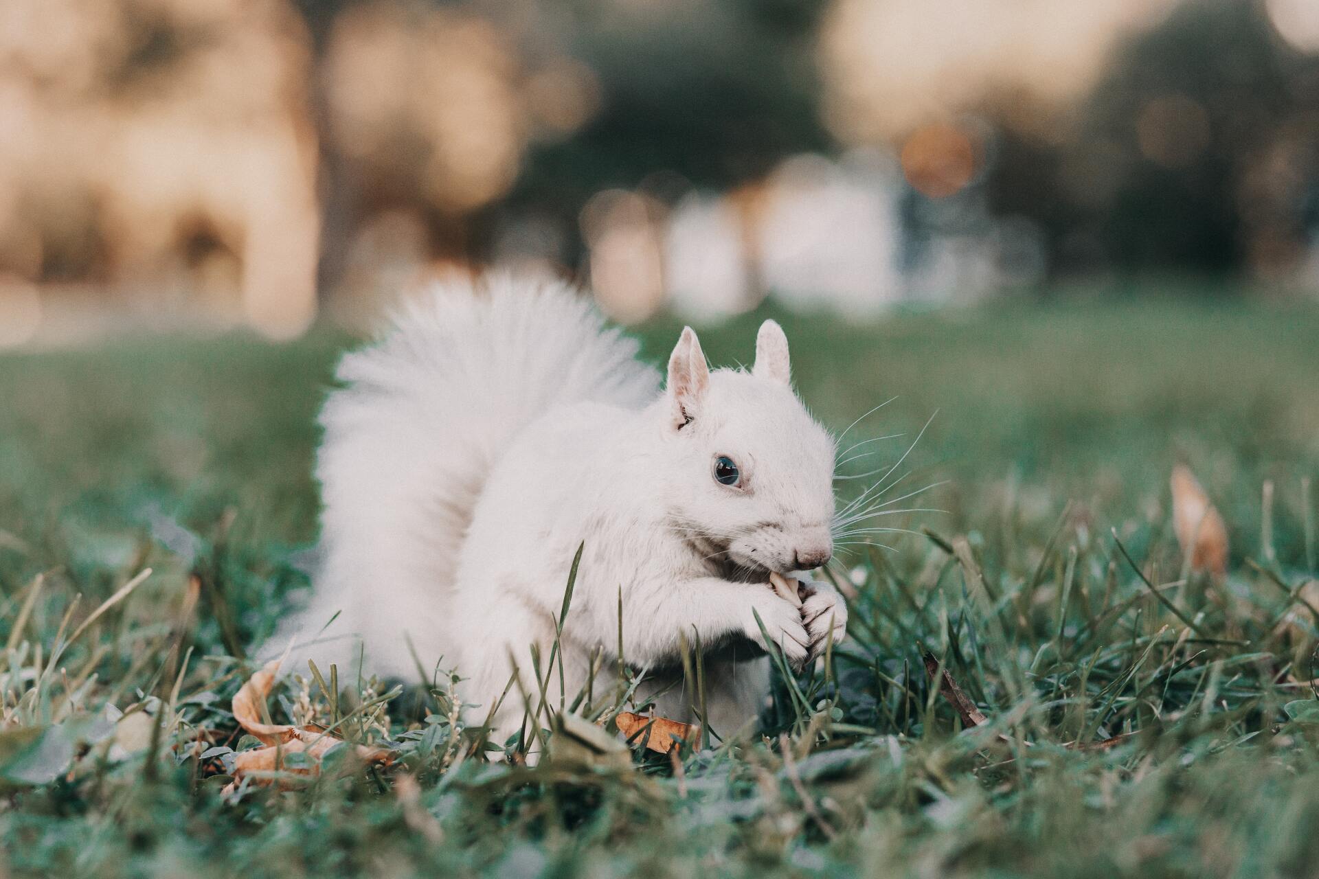 A white squirrel is eating a nut in the grass.