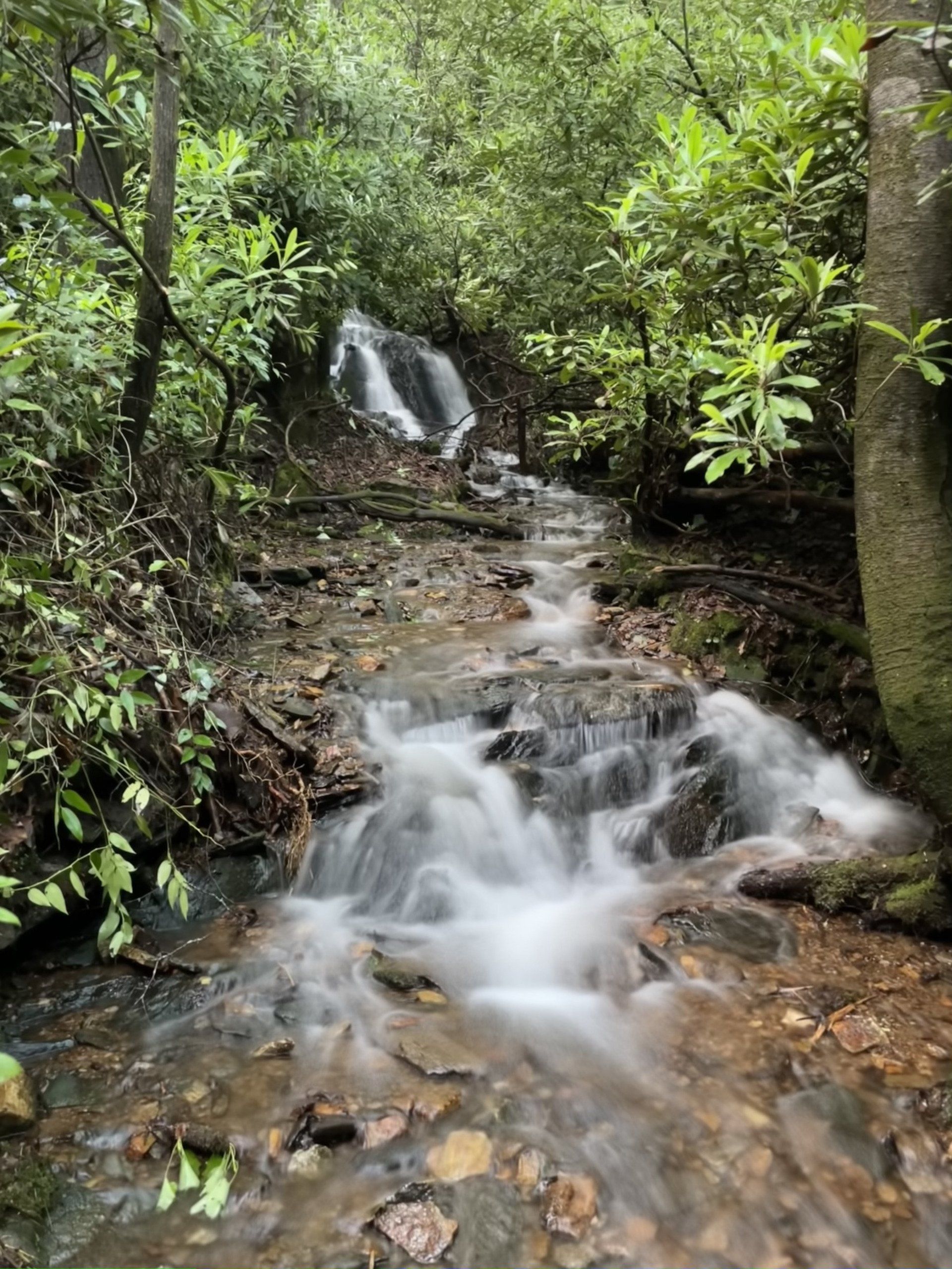 Small waterfall cascading over rocks in a lush green forest stream
