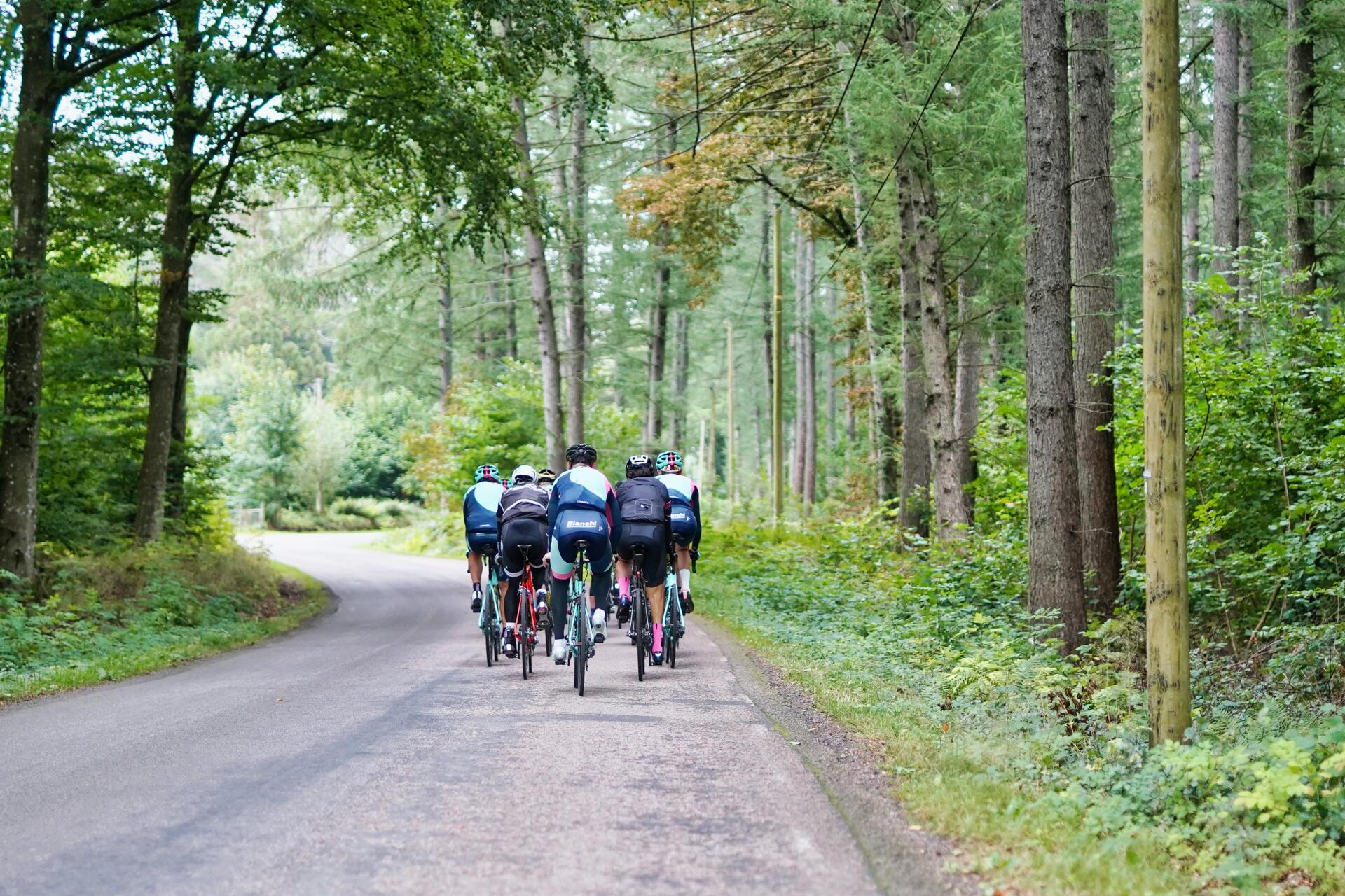 a group of people are riding bicycles down a road in the woods .