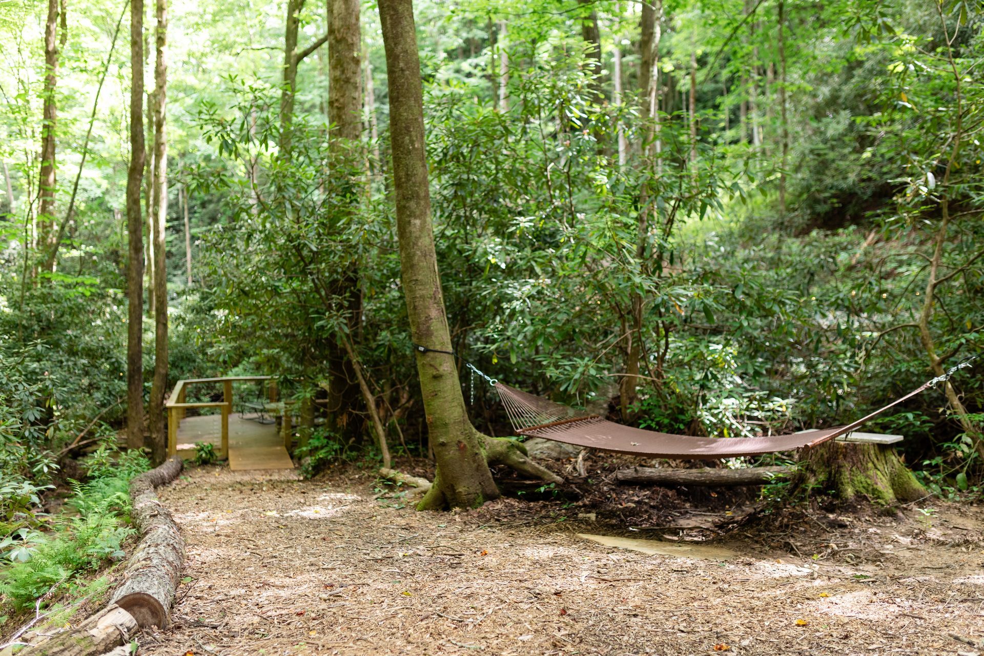 A hammock is hanging from a tree in the middle of a forest.