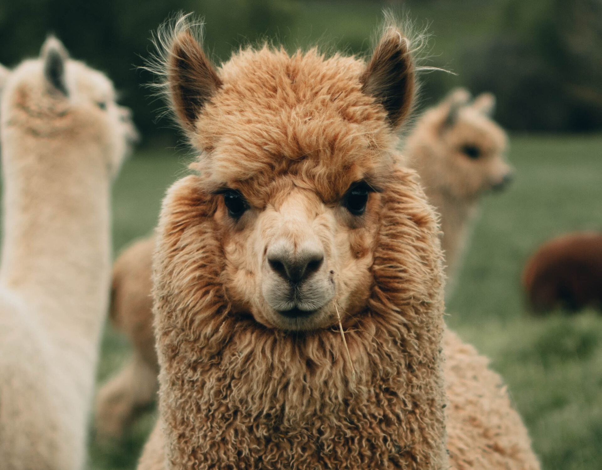 A group of alpacas are standing in a field looking at the camera.
