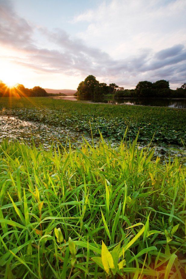 The Sun is Shining Through the Grass in a Field at Sunset — Action Air N Elec in Palmwoods, QLD