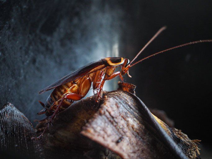 Cockroach Crawling on Garbage — Daly City, CA — Alert Pest Control Company