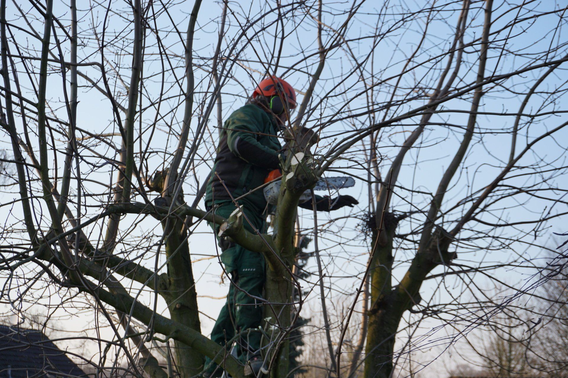 Der Grüne Daumen - Baumfällung