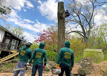 A group of men are standing next to a tree stump.