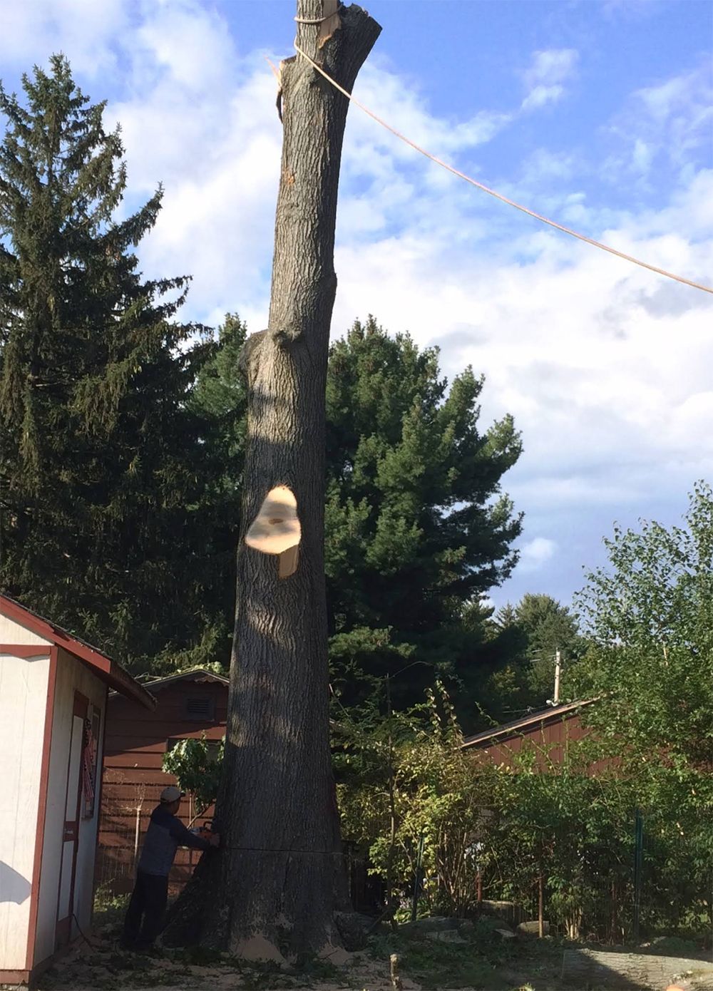 A large tree is being cut down in front of a shed.